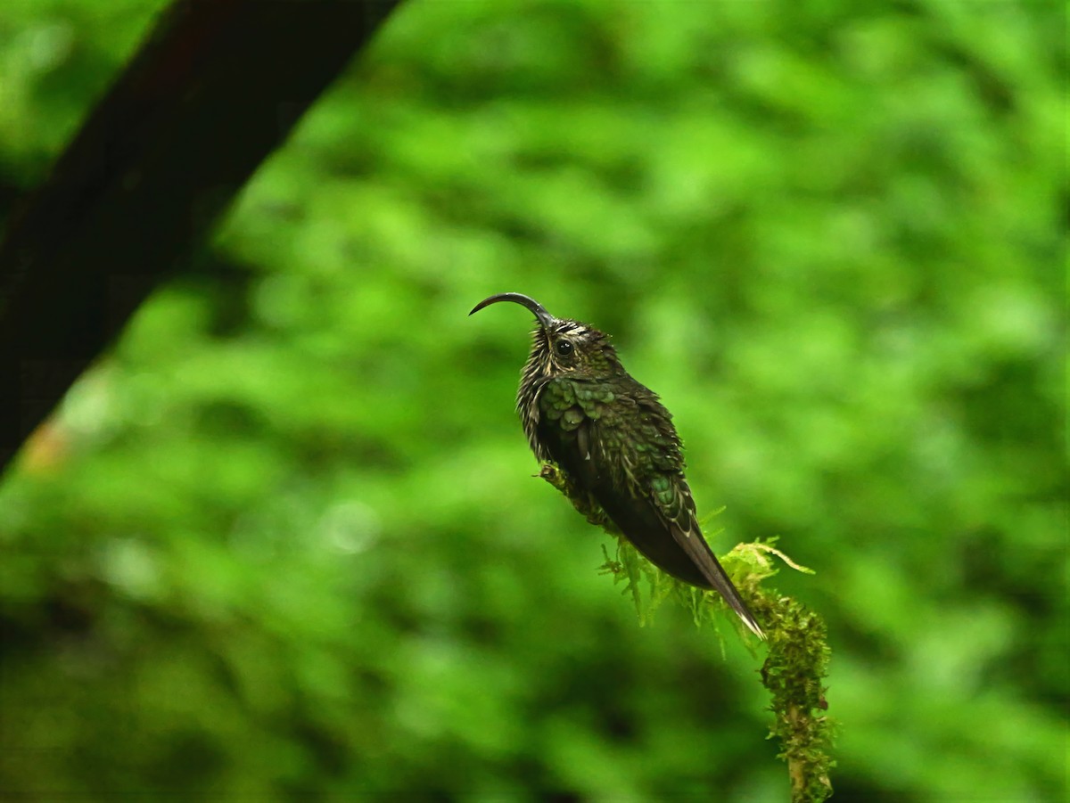 White-tipped Sicklebill - ML646381110