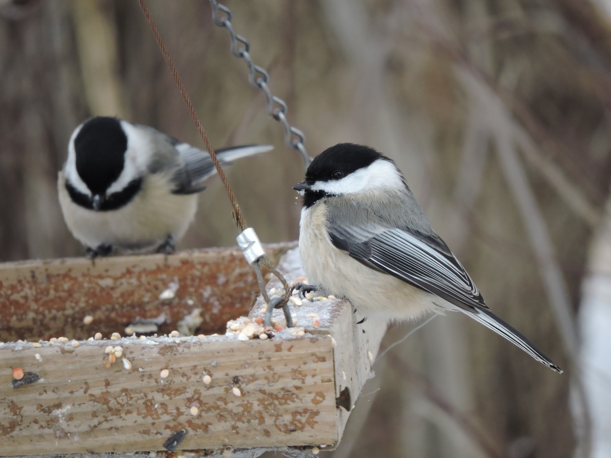 Black-capped Chickadee - ML646381111