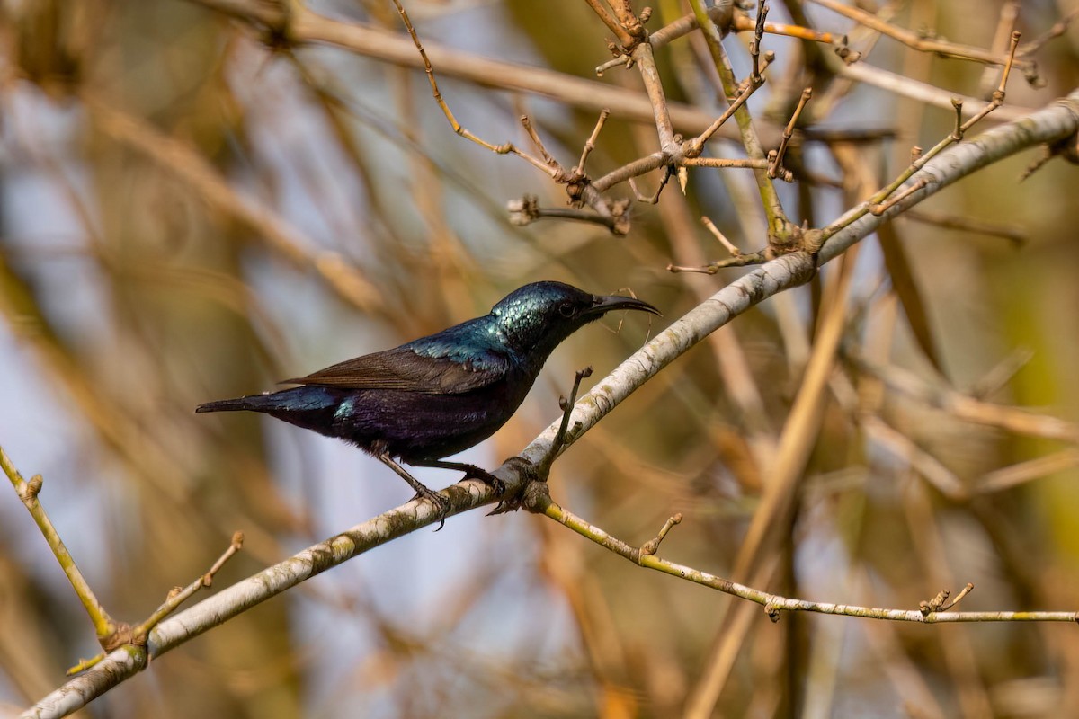 Purple Sunbird - ML646381112