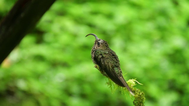 White-tipped Sicklebill - ML646381114