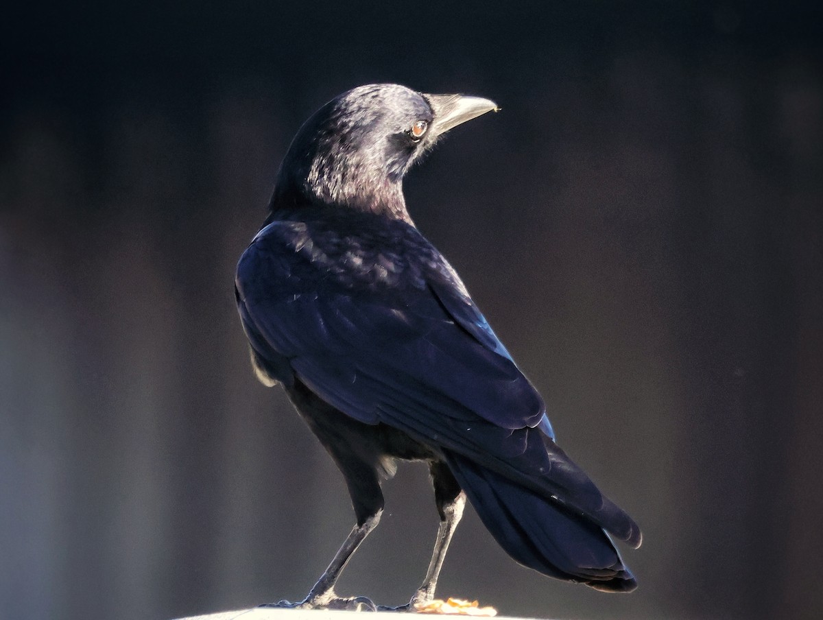Common Raven - ML646381116