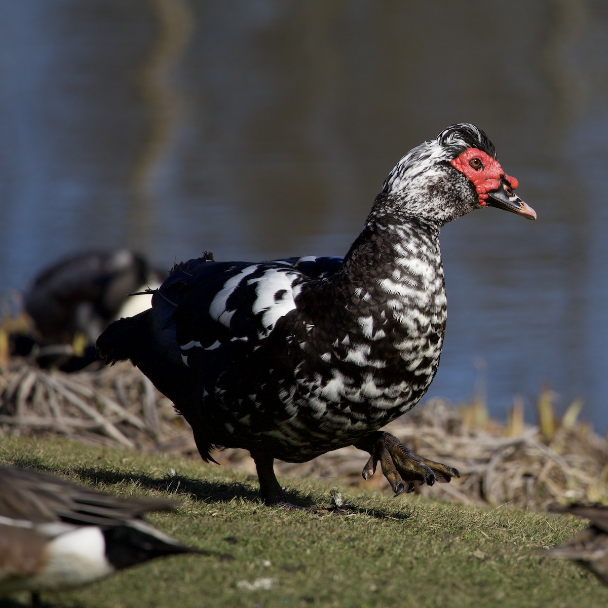 Ahate musketaduna (etxekoa) - ML646381117