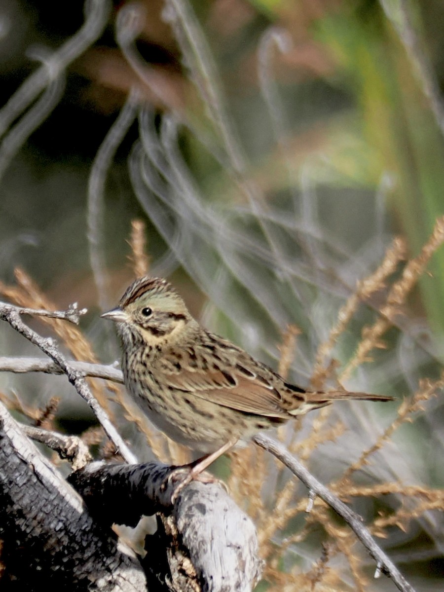 Lincolnammer - ML646381118