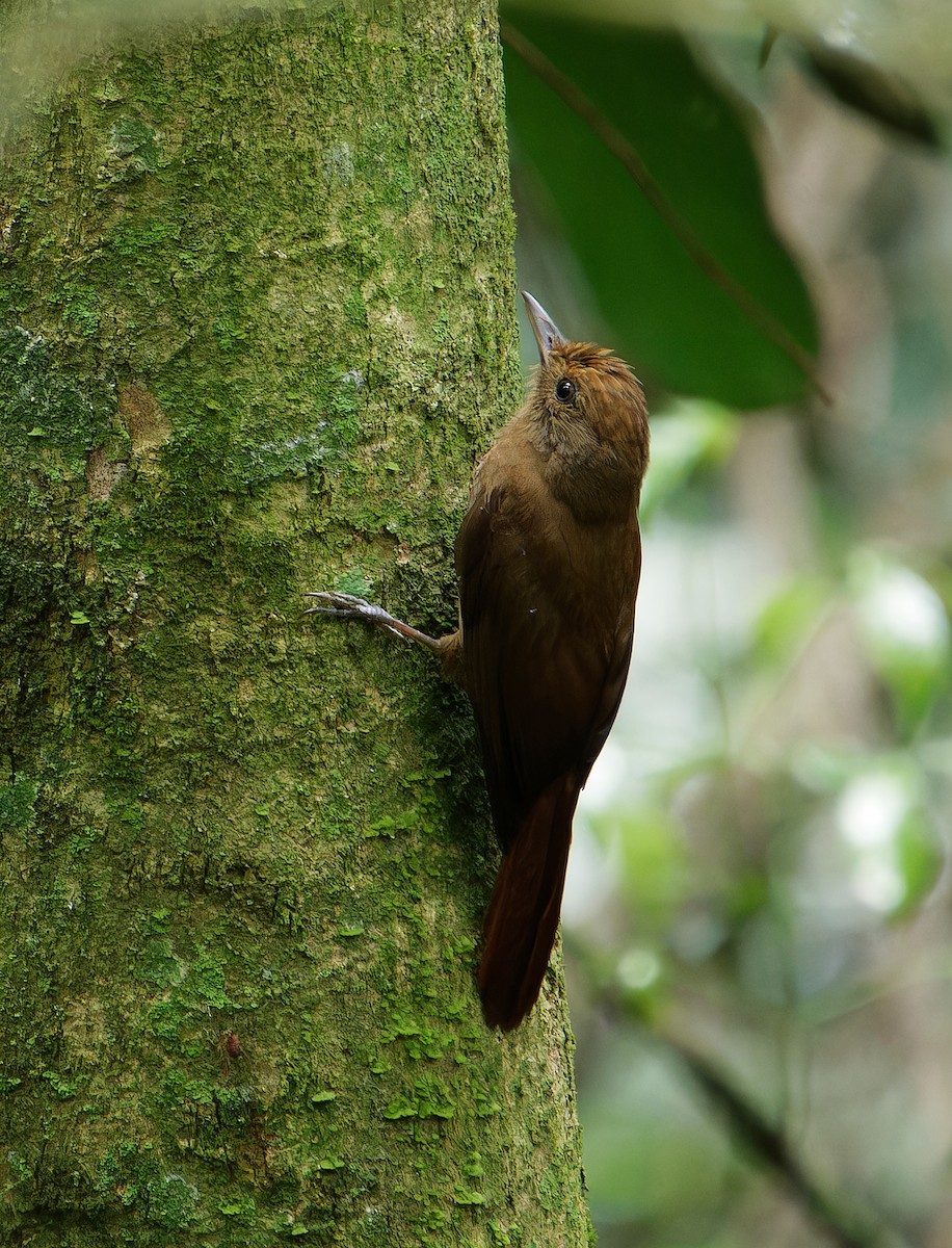 Грімпар бурий (підвид turdina) - ML646381120