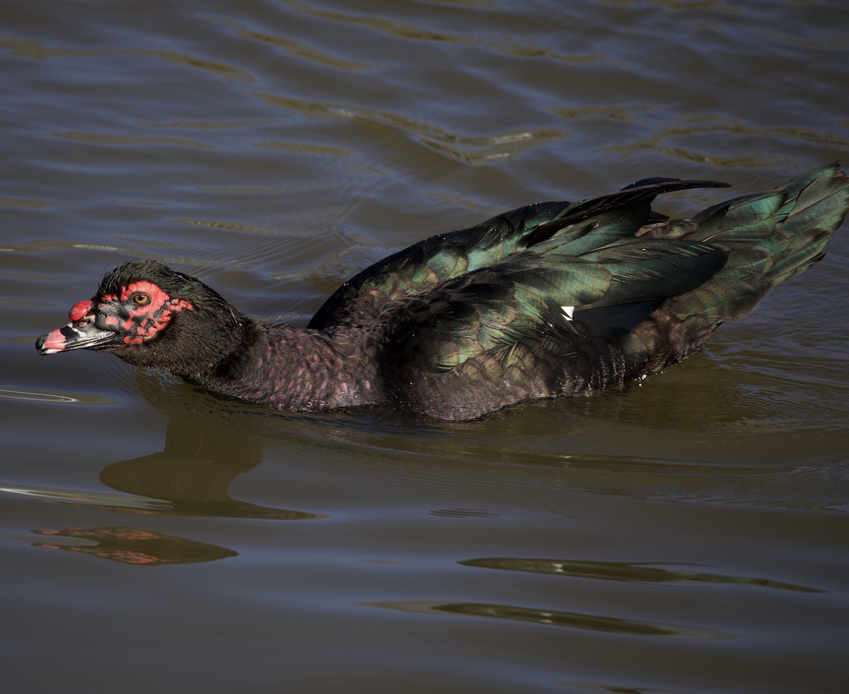 Ahate musketaduna (etxekoa) - ML646381122