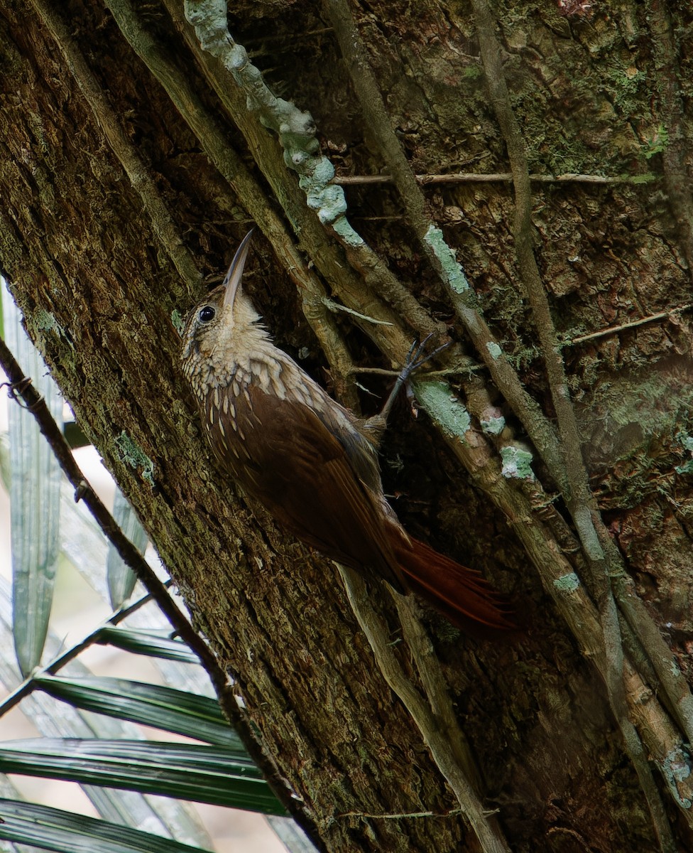 Lesser Woodcreeper - ML646381124