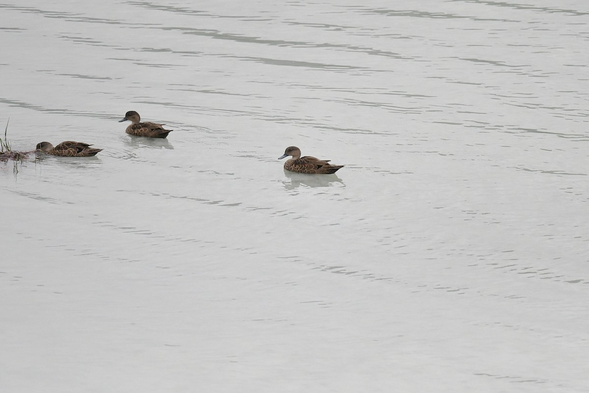 Sunda Teal - ML646381125