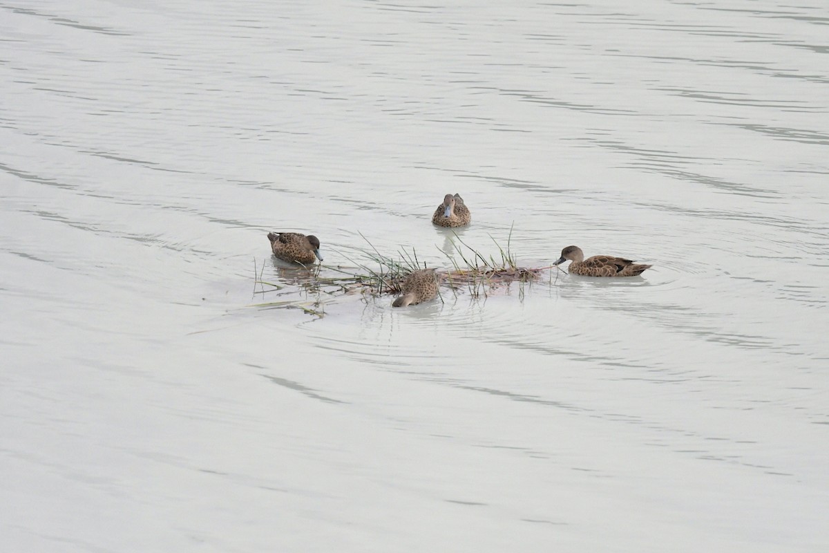 Sunda Teal - ML646381126