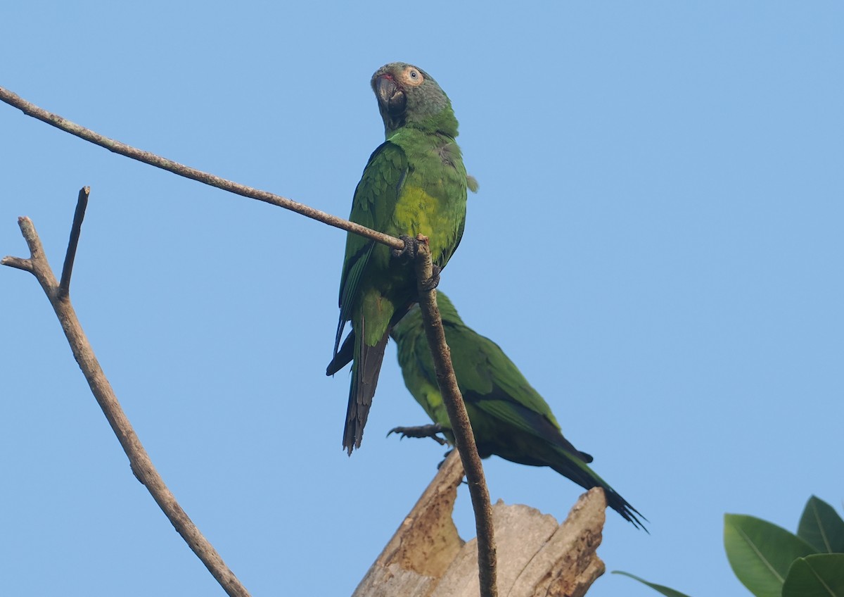 Dusky-headed Parakeet - ML646381127