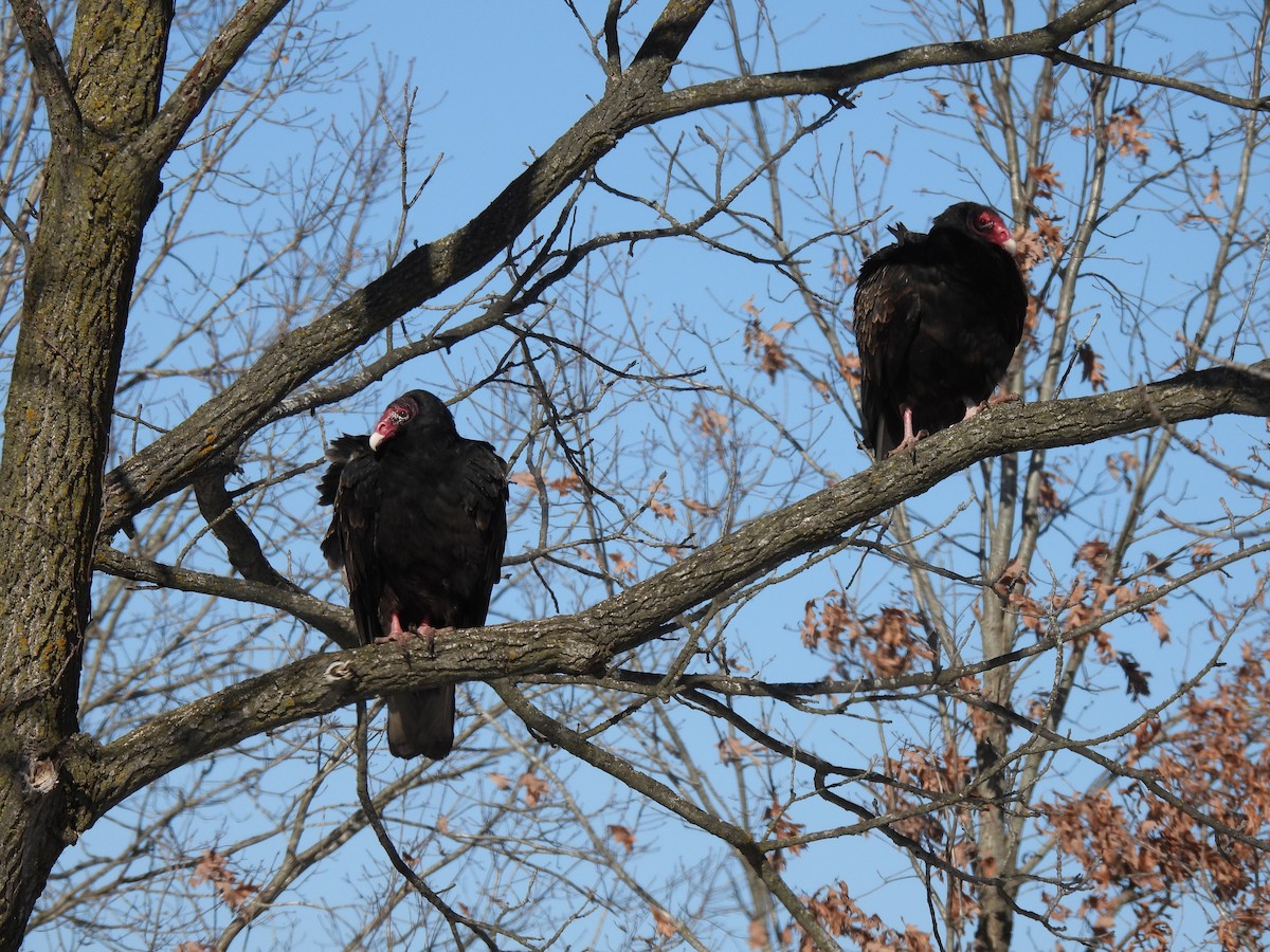 Катарта червоноголова - ML646381128