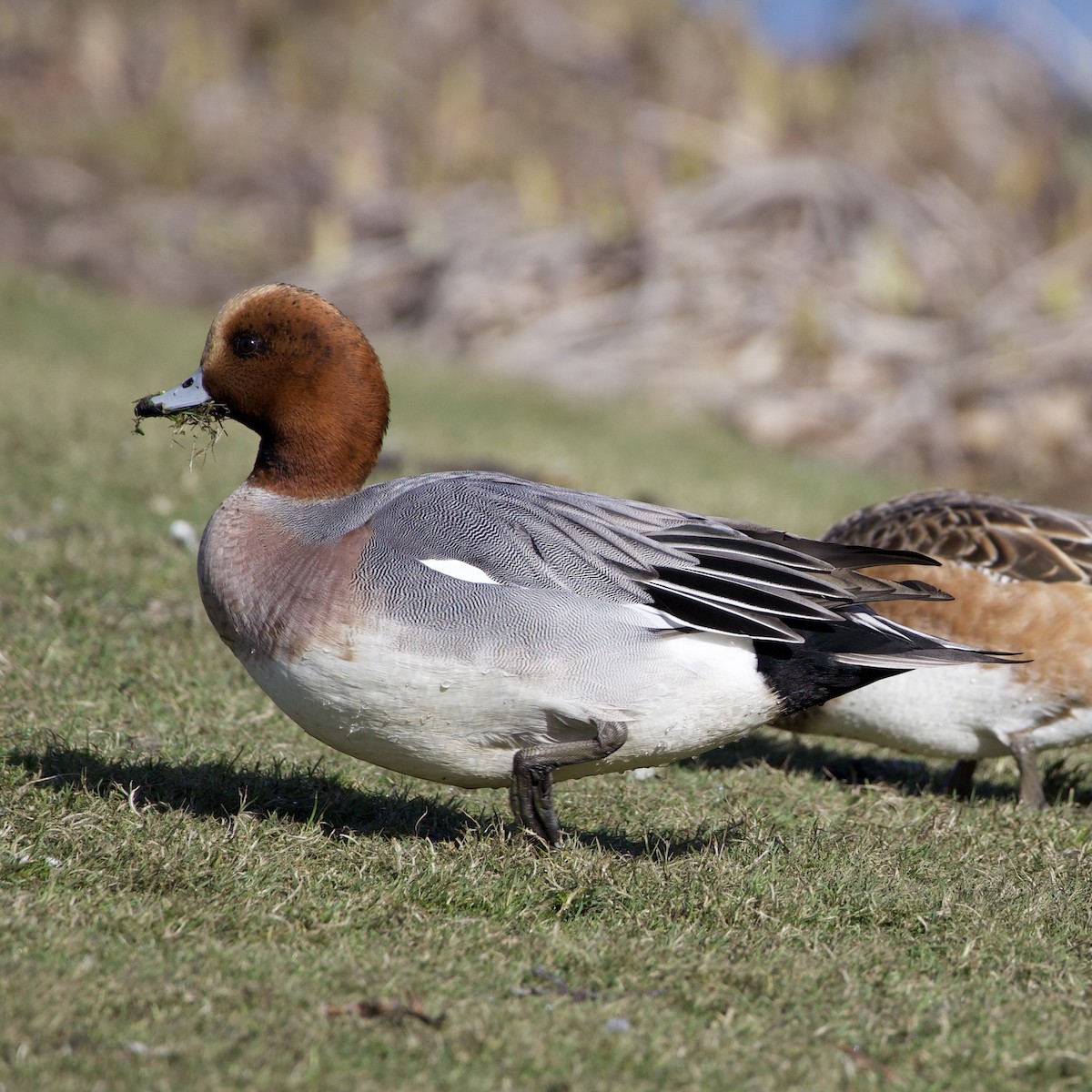 Eurasian Wigeon - ML646381133