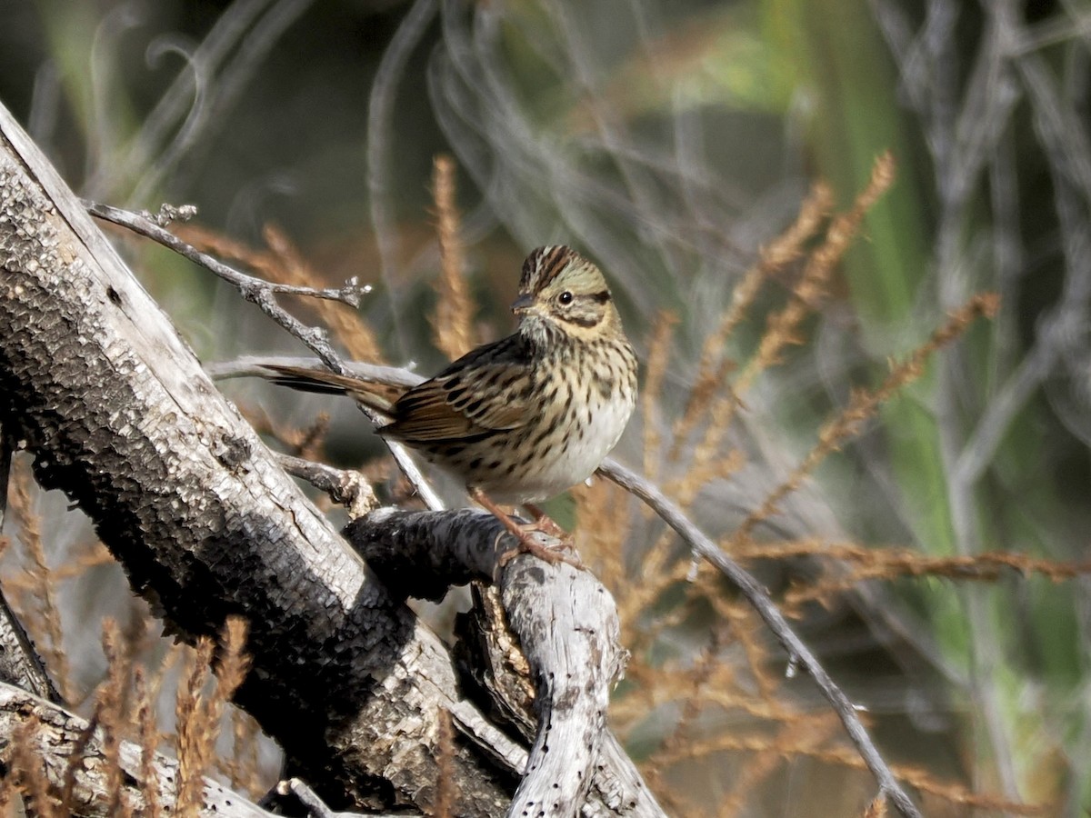 Lincolnammer - ML646381134