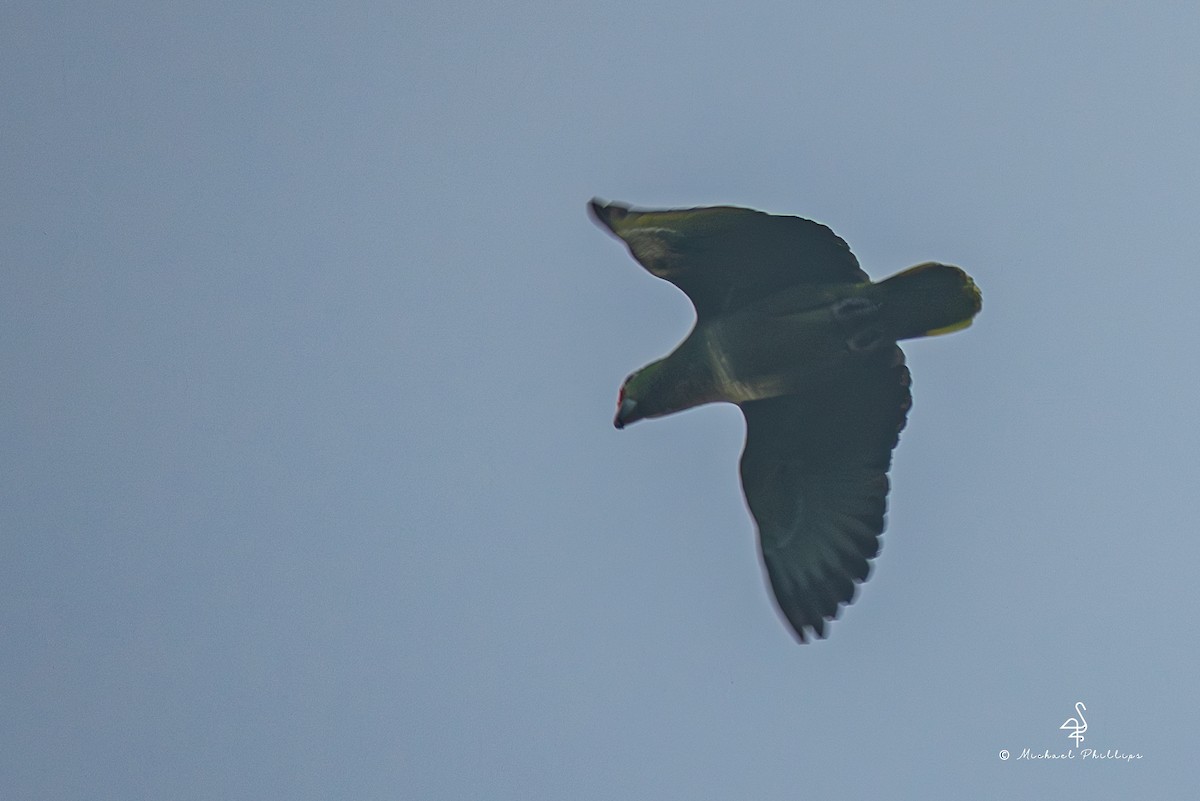 Mealy Amazon - ML646381136