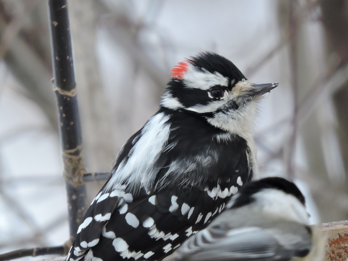 Downy Woodpecker - ML646381137