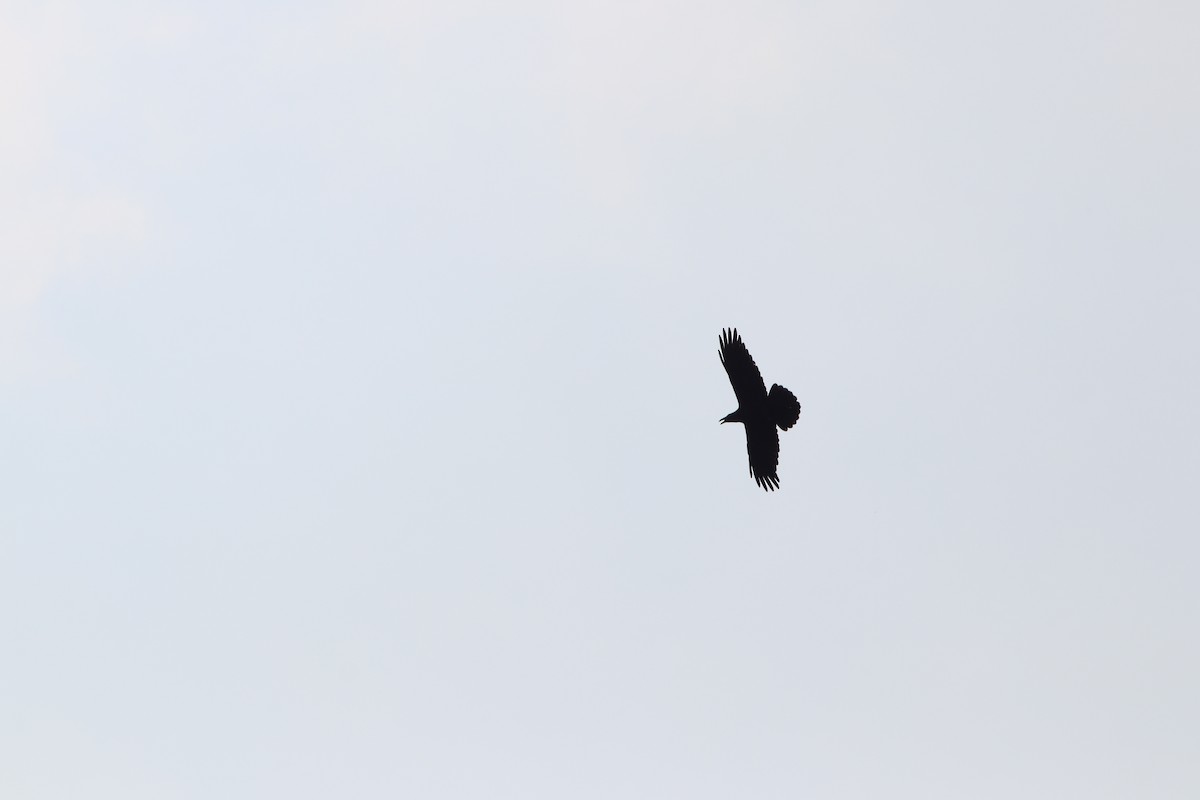 Corvo imperiale - ML646381138