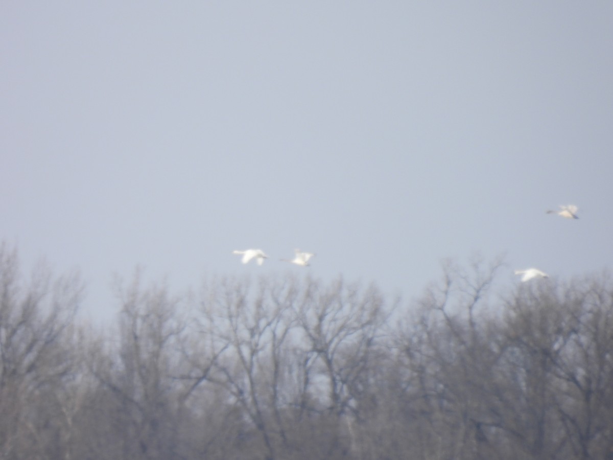 Лебідь sp. - ML646381139