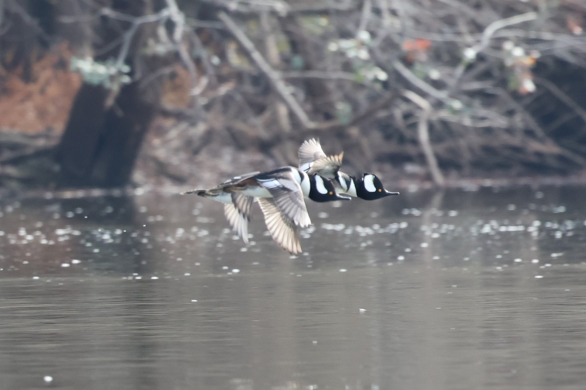 Hooded Merganser - ML646381142