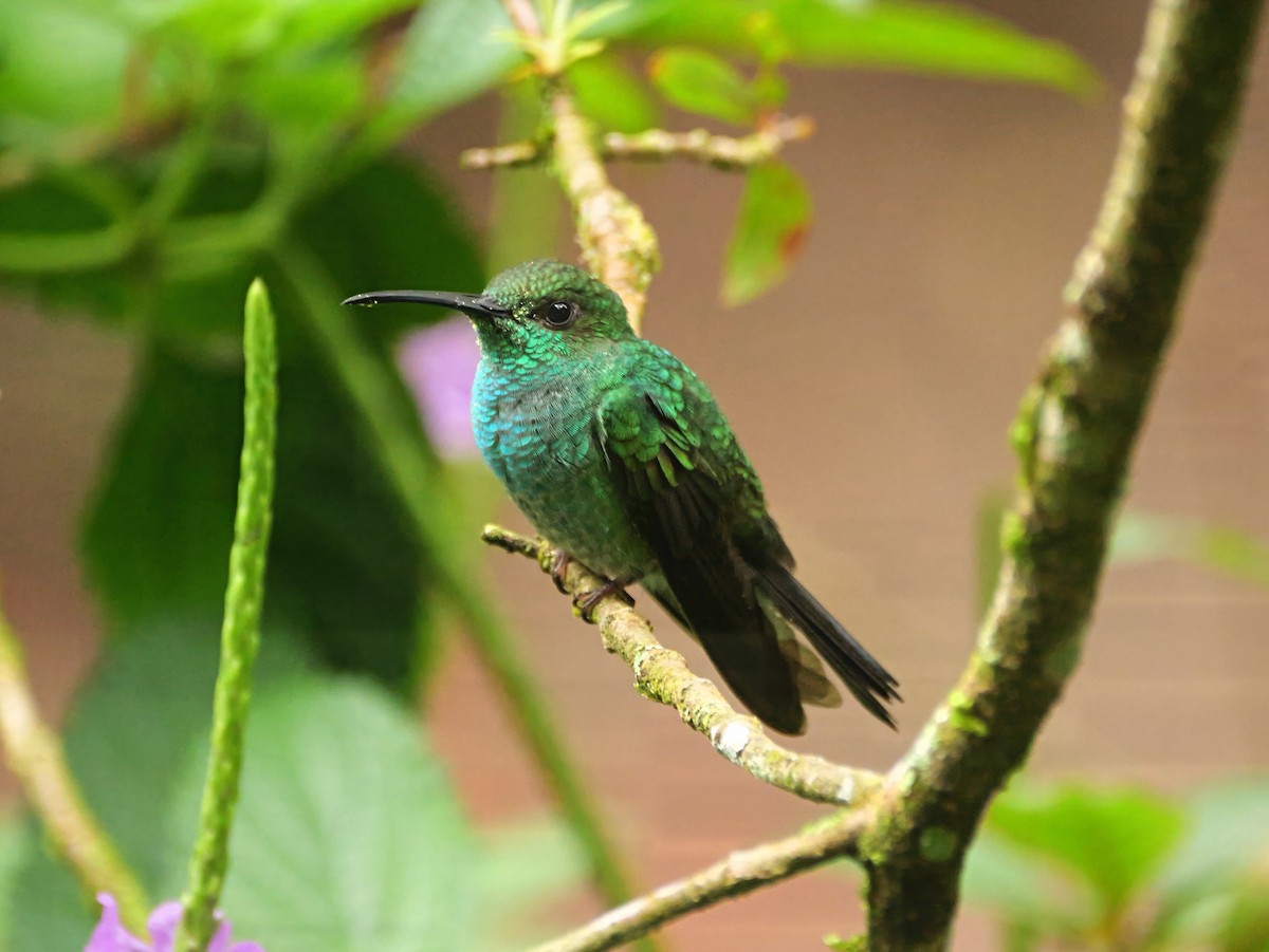 White-vented Plumeleteer - ML646381143