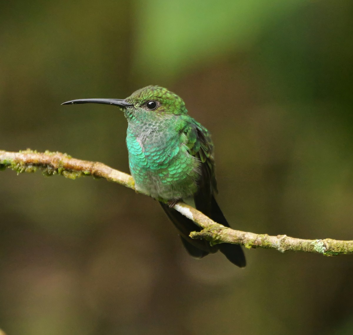 White-vented Plumeleteer - ML646381144