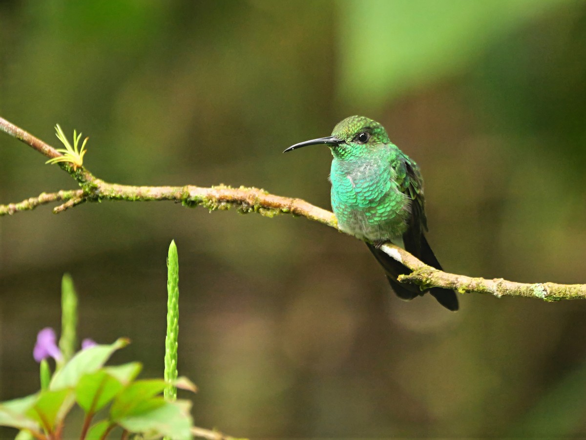 White-vented Plumeleteer - ML646381145