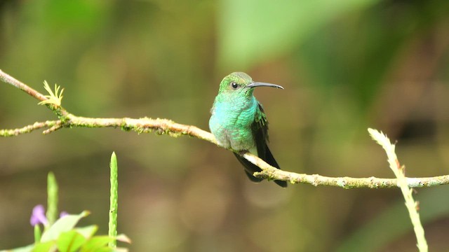 White-vented Plumeleteer - ML646381147