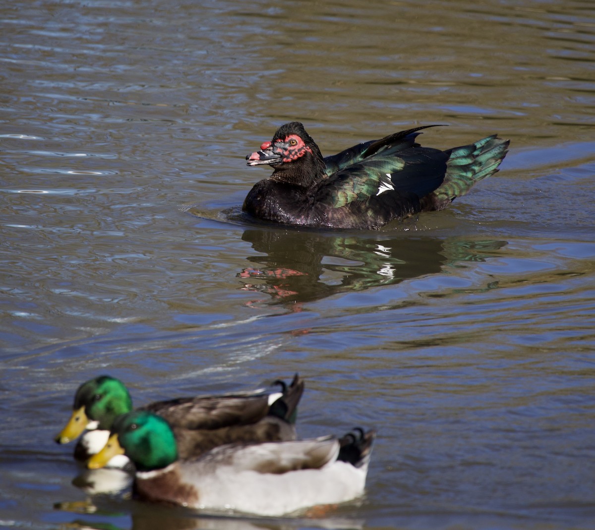 Mallard - ML646381148