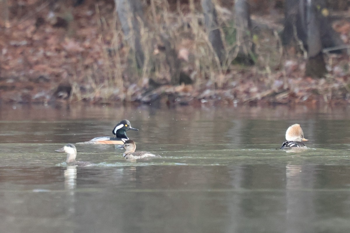 Hooded Merganser - ML646381149