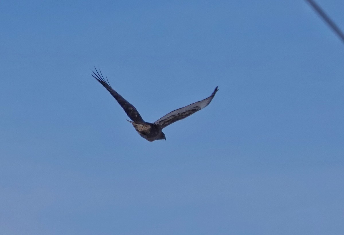 Red-tailed Hawk (calurus/abieticola) - ML646381150