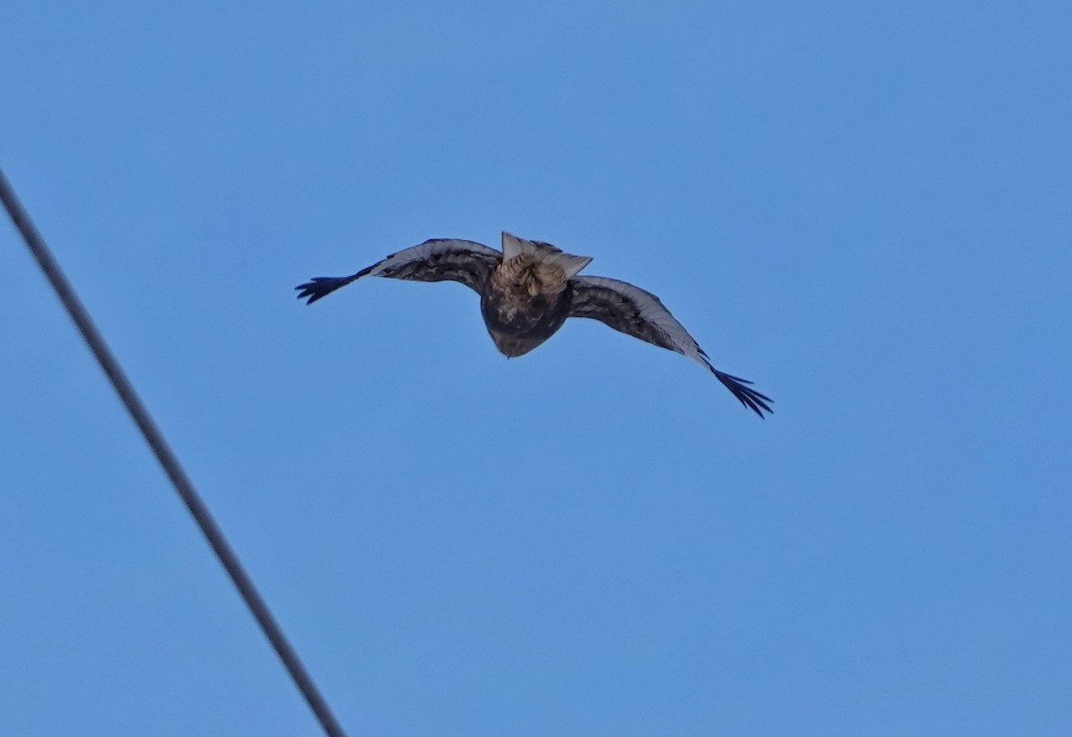 Red-tailed Hawk (calurus/abieticola) - ML646381151