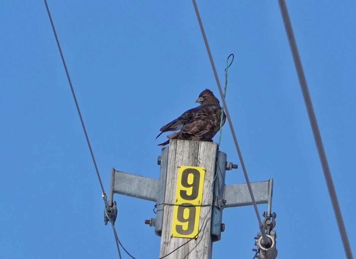 Red-tailed Hawk (calurus/abieticola) - ML646381152