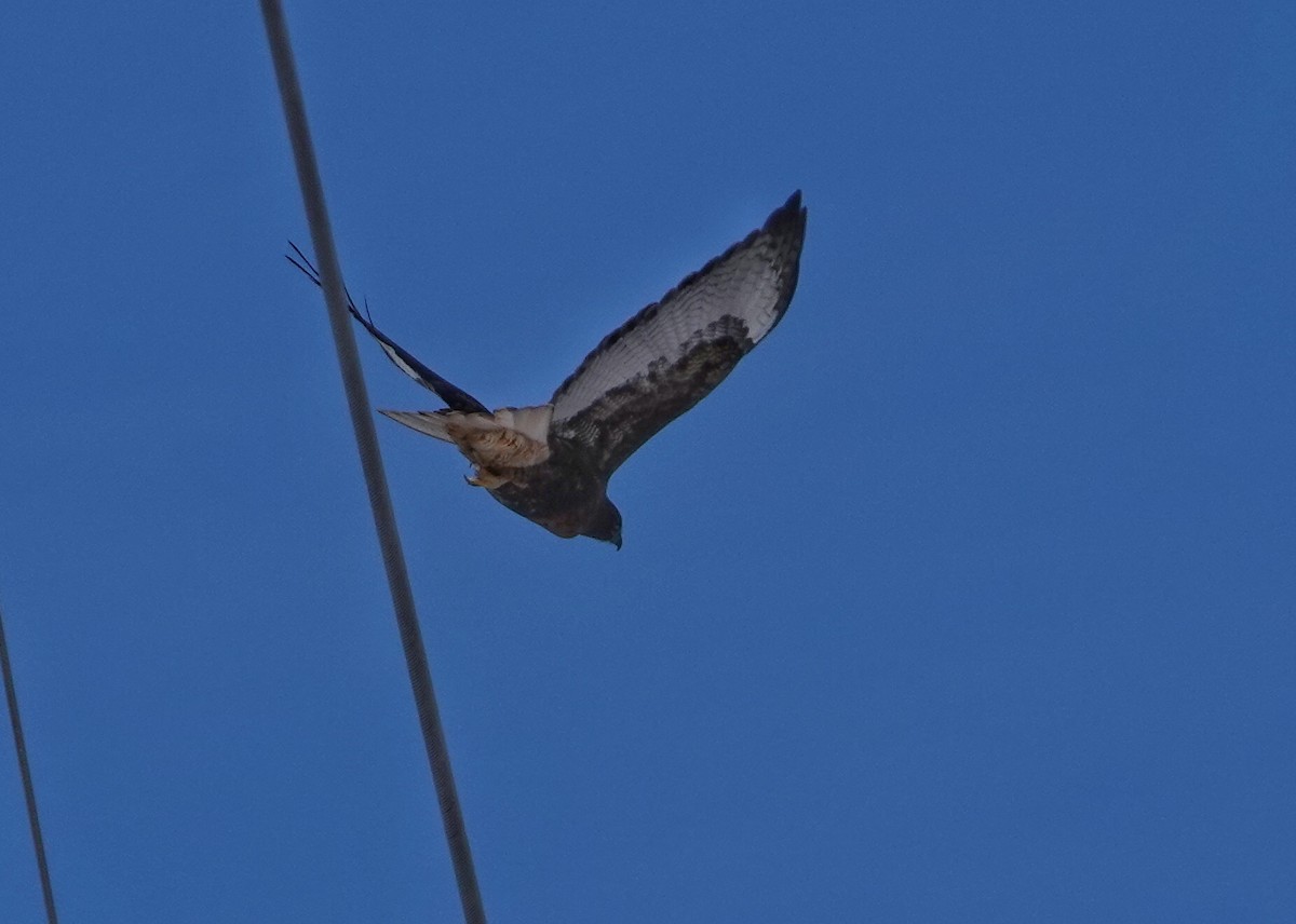 Red-tailed Hawk (calurus/abieticola) - ML646381153
