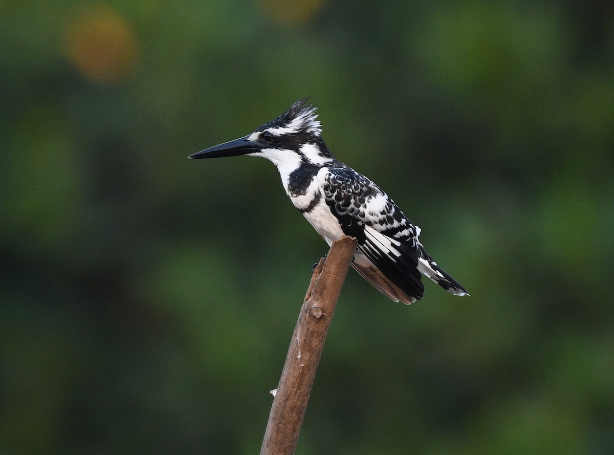 Pied Kingfisher - ML646381154