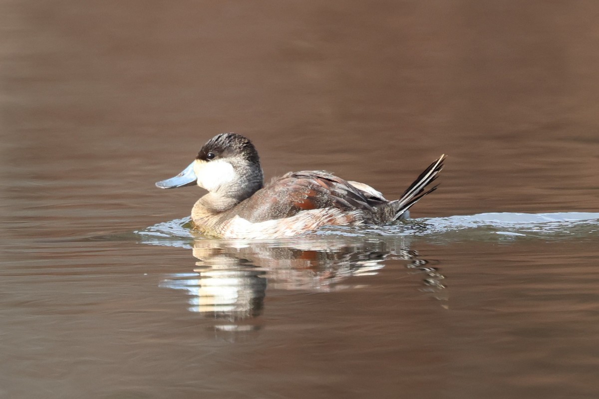 Gobbo della Giamaica - ML646381155