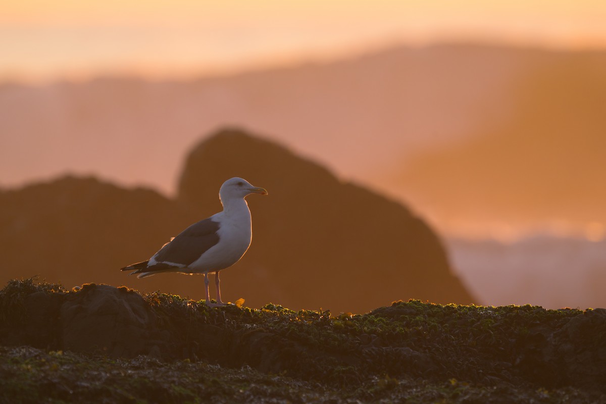 Western Gull - ML646381156