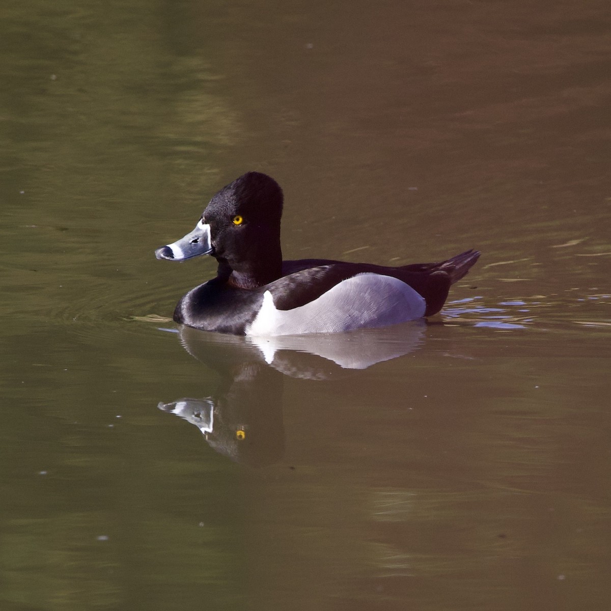 Moretta dal collare - ML646381157