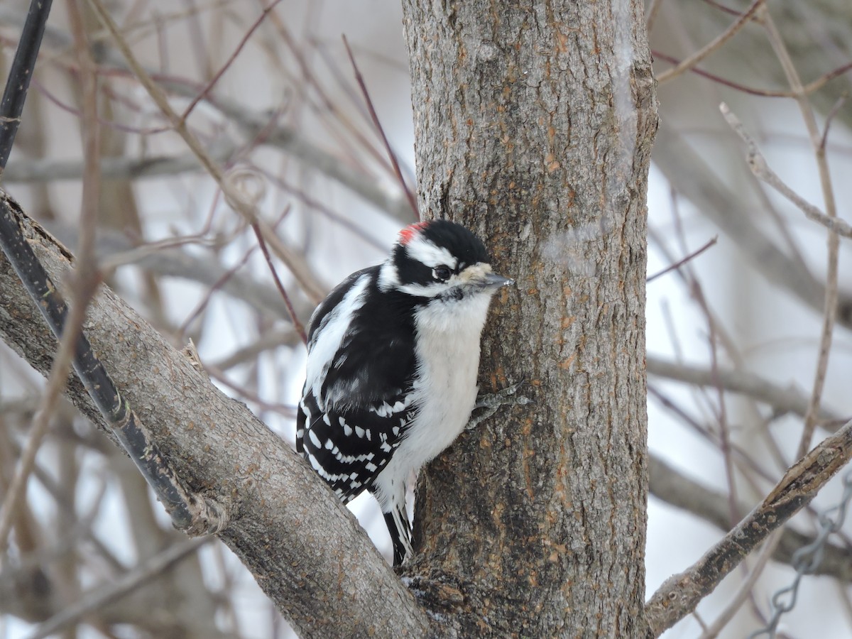 Downy Woodpecker - ML646381158