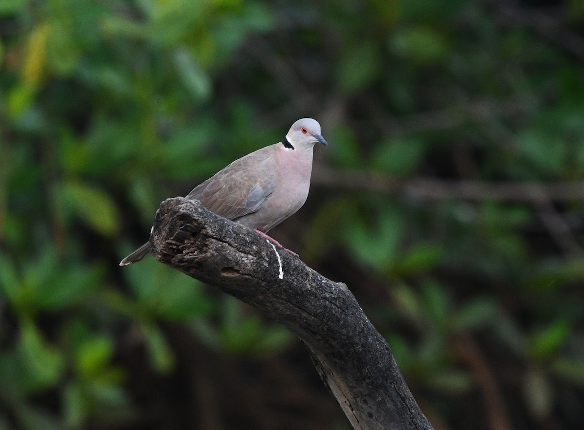 Mourning Collared-Dove - ML646381159