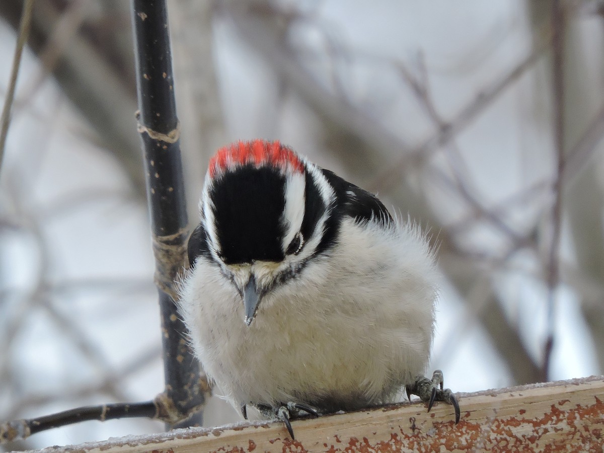 Downy Woodpecker - ML646381160