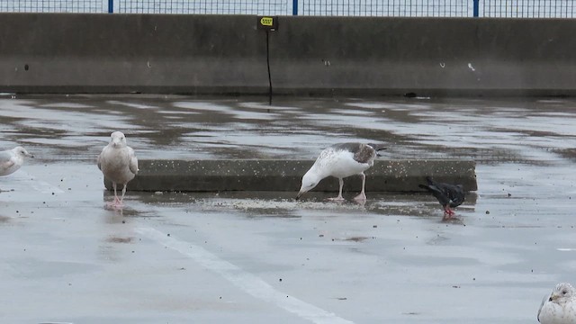 Mugnaiaccio - ML646381161