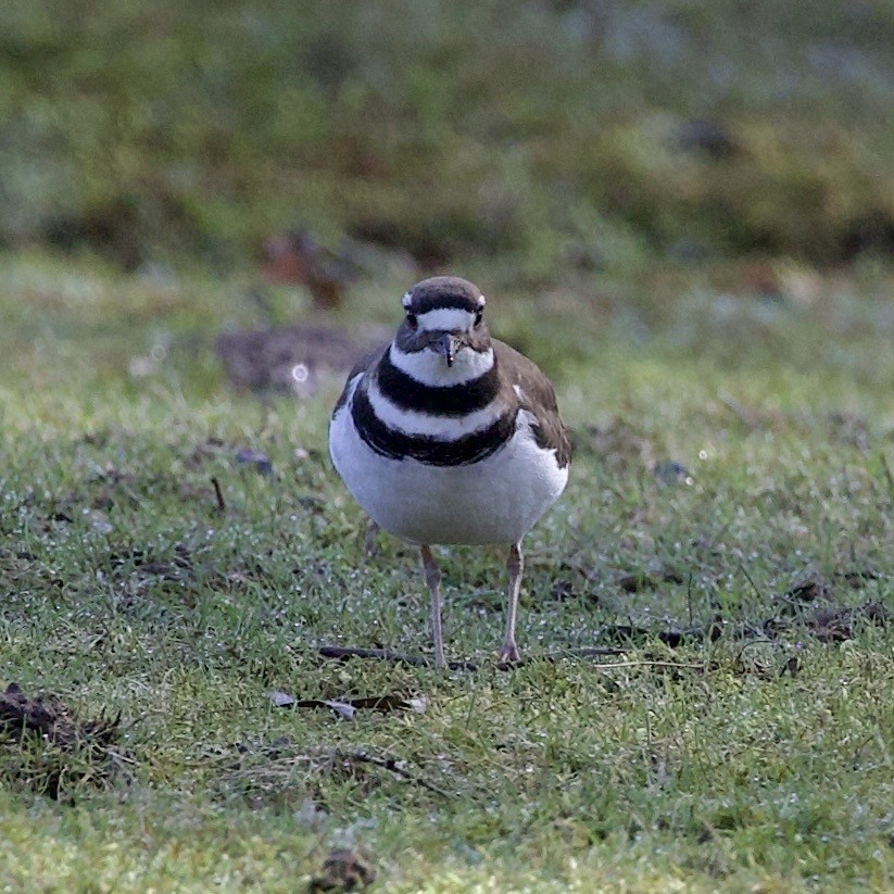 Killdeer - ML646381162