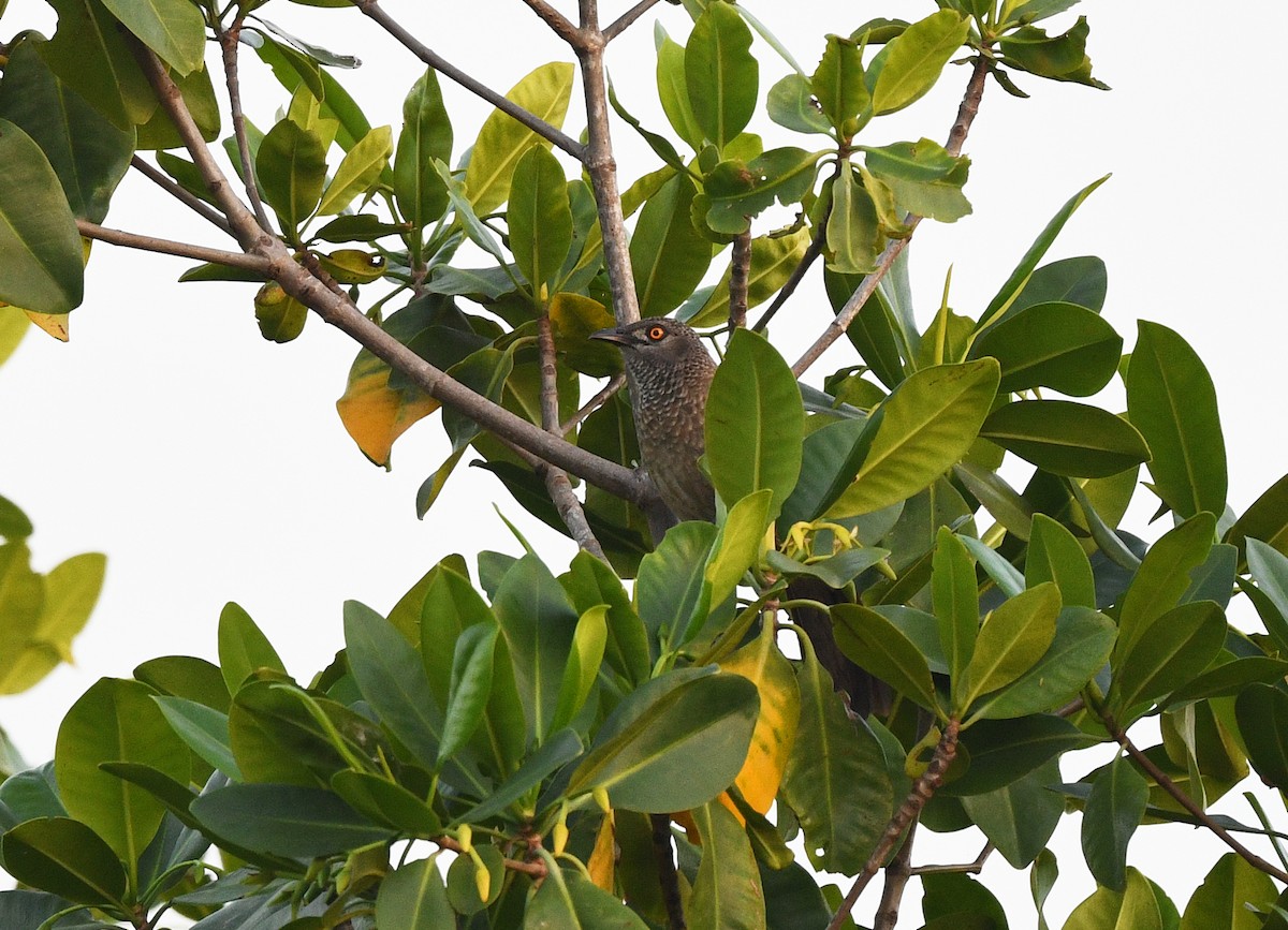 Brown Babbler - ML646381164