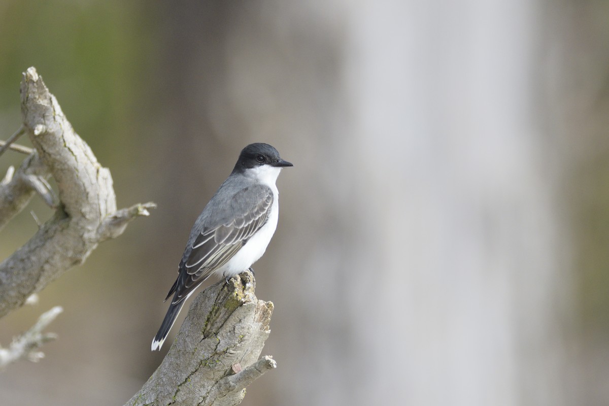 Eastern Kingbird - ML646381165