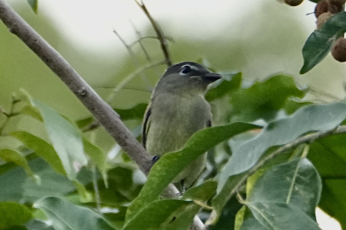 White-winged Becard - ML646381167