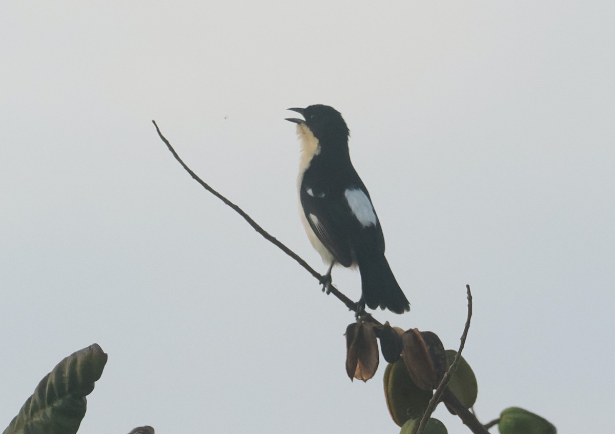 White-rumped Tanager - ML646381168