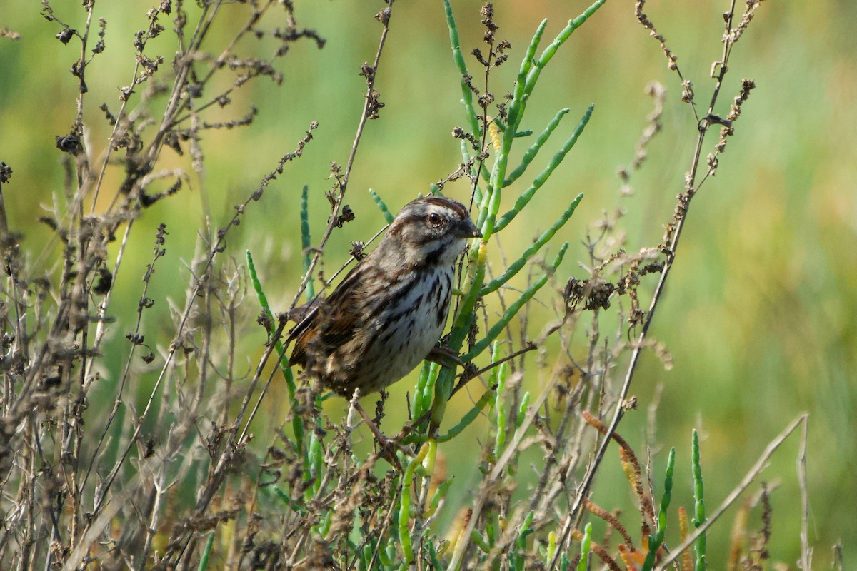 Song Sparrow - ML646381169