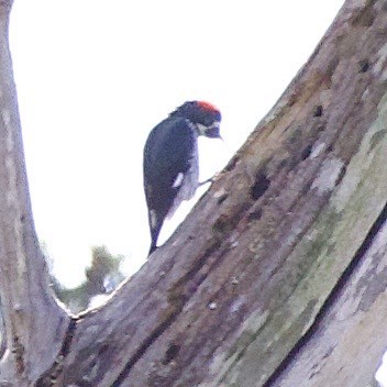 Acorn Woodpecker - ML646381170