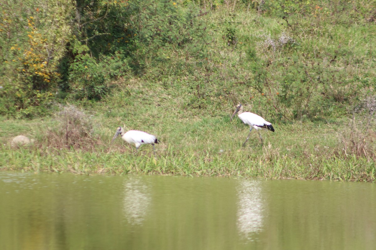Wood Stork - ML646381171