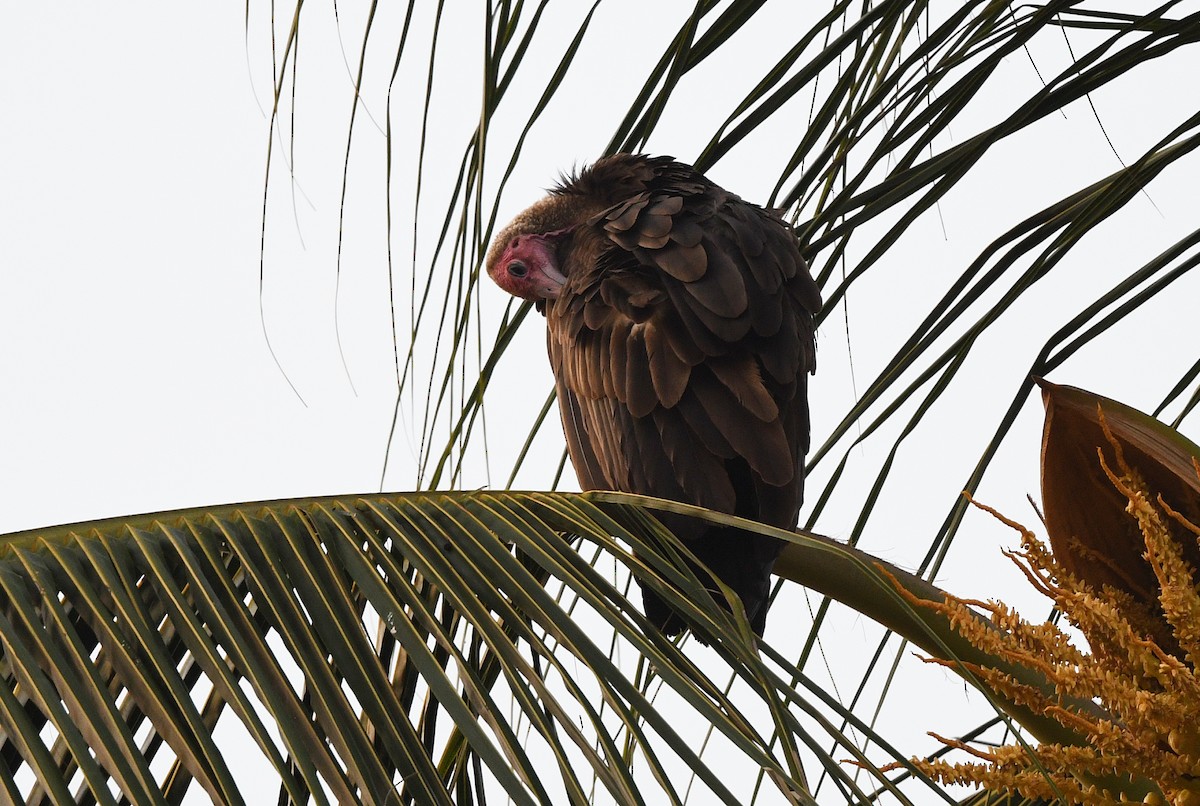 Hooded Vulture - ML646381172