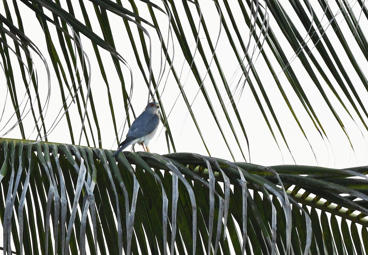 Shikra (African) - ML646381173