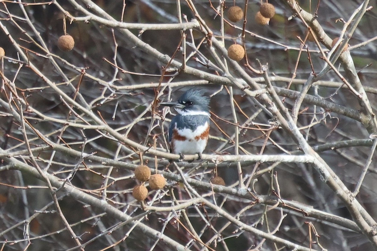 Belted Kingfisher - ML646381174